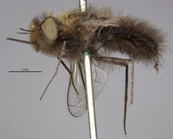 Media type: image;   Entomology 12722 Aspect: habitus lateral view
